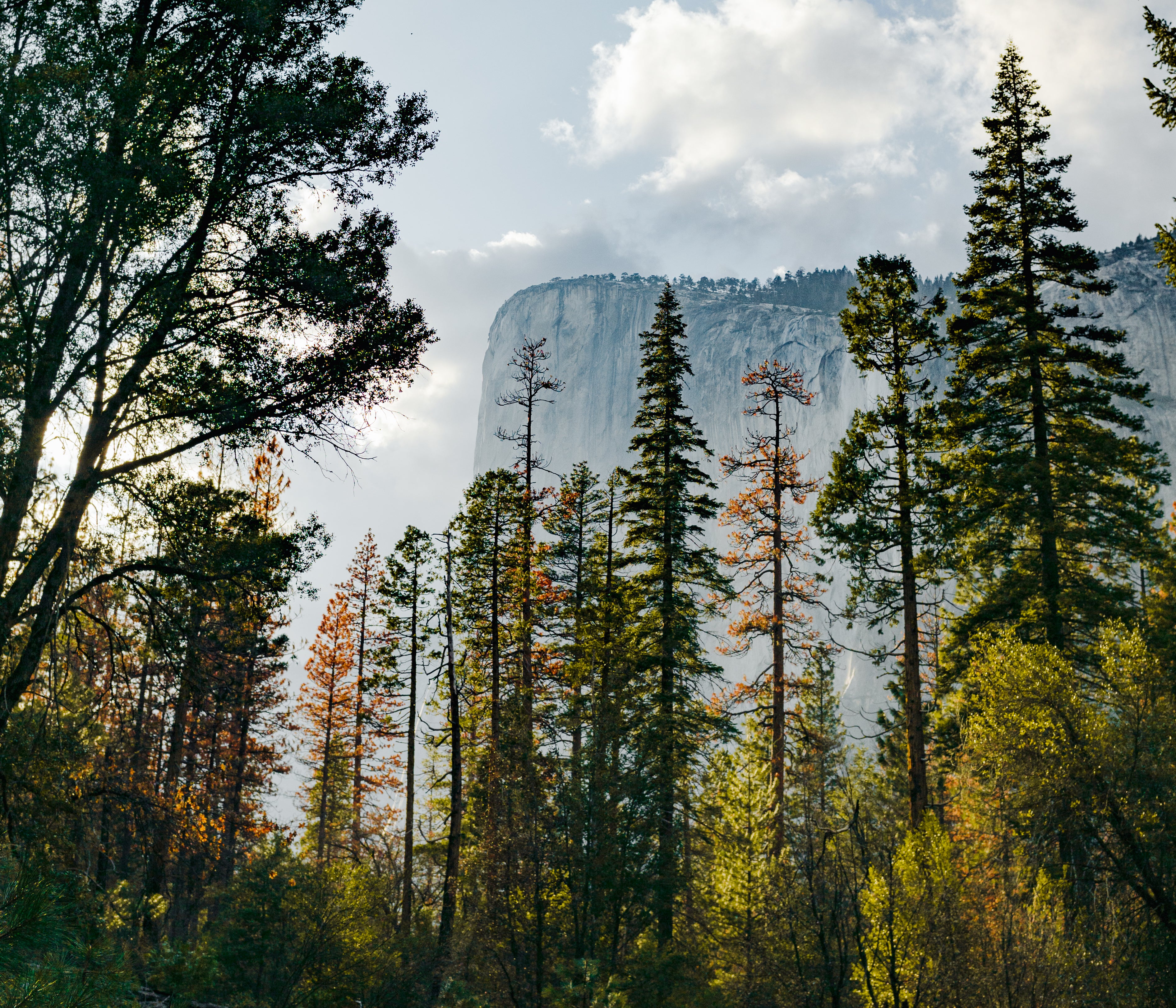 Tall trees and cliff